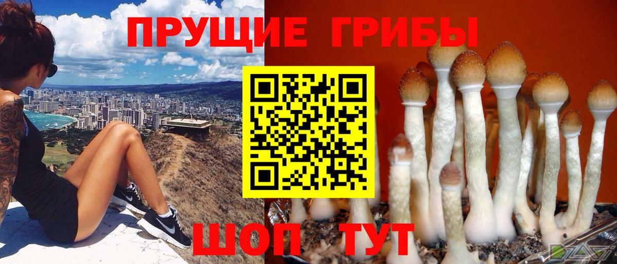 Галлюциногенные грибы GOLDEN TEACHER  Вход с VPN  Луга  Псилоцибиновые грибы GOLDEN TEACHER 